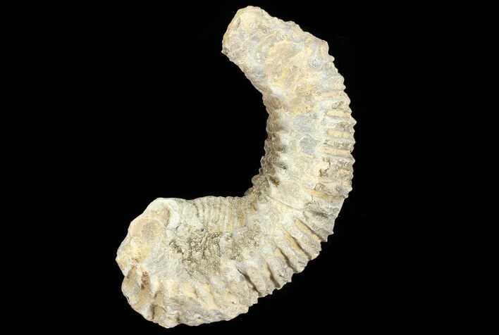 Cretaceous Fossil Oyster (Rastellum) - Madagascar #69633